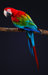 Naklejka premium Egzotyczny ptak, papuga Ara na czarnym tle