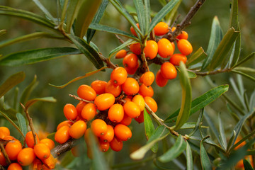 ripe sea buckthorn berries on a branch