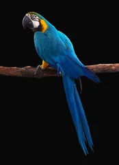 Foto op Canvas Macaw Parrot bird isolated on black © ValentinValkov