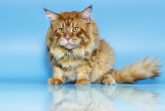 Maine Coon cat on a blue background