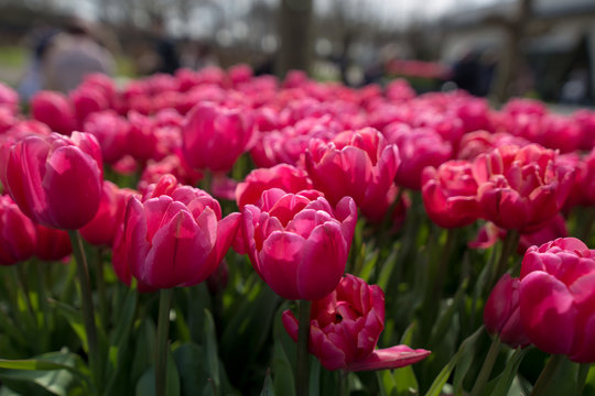 Beautiful pink tulips in the Netherland