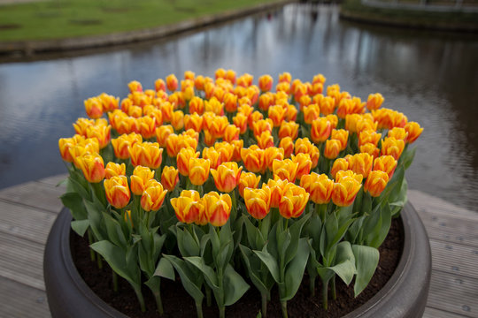 An orange tulips in a flower pot
