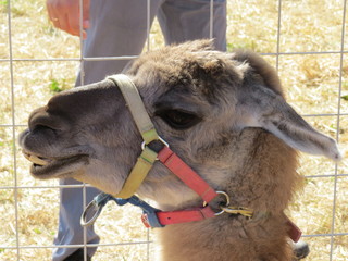 Lama.  (The Vast Russia! Sergey, Bryansk.)