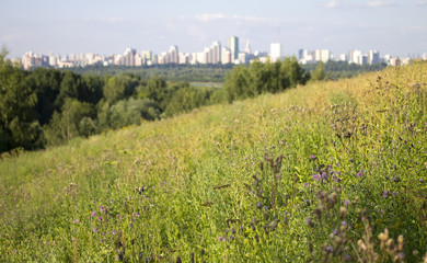Fototapeta premium landscape with green field