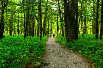 森でハイキング