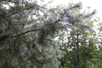 branch of fir tree in forest after the rain