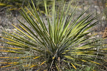 close up of a cactus plant in the desert