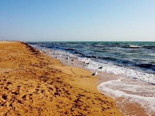 Sea gulls catching fish on the shore in the curling sea.