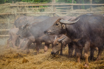 Obraz premium buffalo thai in farm
