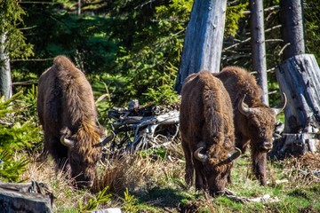 Fototapeta premium Wisent am Rothaarsteig