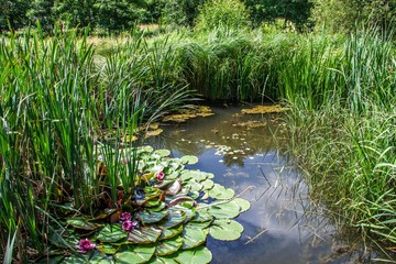 Teich