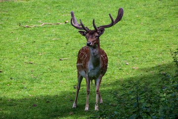 Sikahirsch