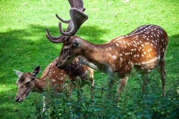 Sikahirsch