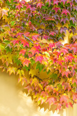 Colorful leaves of ivy on the wall. A autumn background
