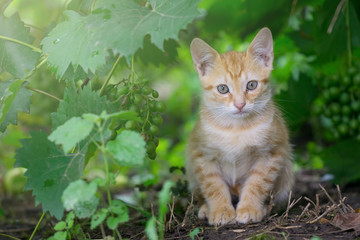 Naklejka na ściany i meble Orange young cat play in front of vineyard