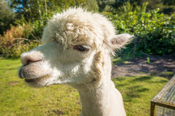 The llama is a very social animal, widely used as a meat and pack animal.