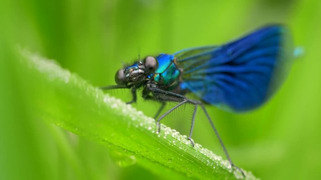 Banded demoiselle (Calopteryx splendens) shaking head