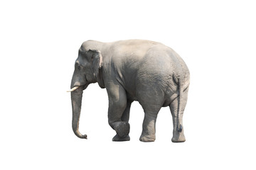 Fototapeta na wymiar Asian elephant isolated on white background