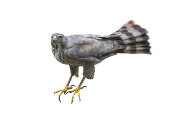 Besra Sparrowhawk isolated on white background