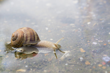 Snail crawling through water on concrete after rain. Close up of snail in water