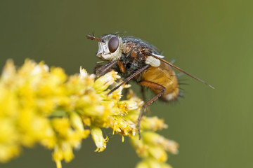 Igelfliege