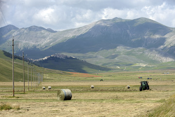 La racconta del grano Castelluccio di Norcia - Umbria 2018