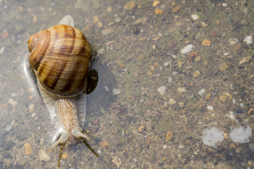 Snail crawling through water on concrete after rain. Close up of snail in water