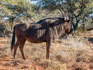 Blue Wildebeest Running