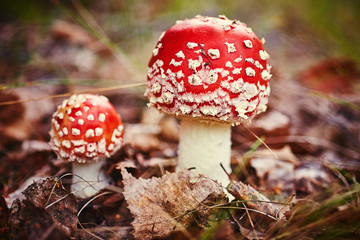 Amanita Muscaria, poisonous mushroom. Photo has been taken in the natural forest background