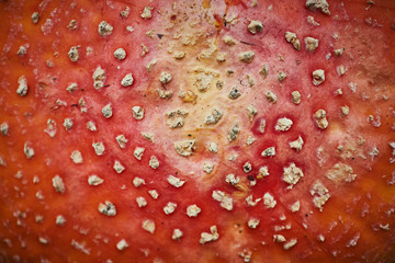 Fly agaric background. Red white mottling toadstool cap surface.