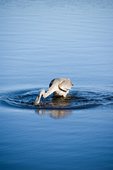 Ardea Heron