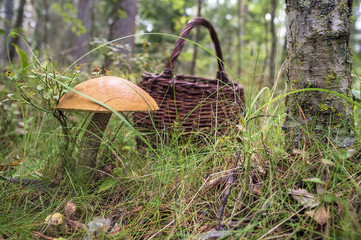 Edible mushrooms (Boletus red) (Leccinum) with an orange hat in the grass in the forest, in the background is a basket. Close-up.
