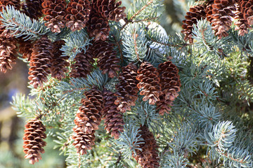 Close-up of branches of blue spruce Picea pungens with brown open cones