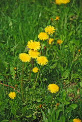 Large yellow dandelions. The floral meaning of the dandelion is that it is a gift to a loved one...