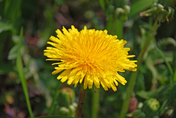 Large yellow dandelion.The floral meaning of the dandelion is that it is a gift to a loved one that...