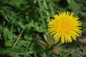 Large yellow dandelion.The floral meaning of the dandelion is that it is a gift to a loved one that will provide happiness and is a promise of total faithfulness.