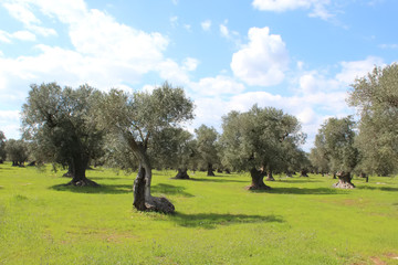 traditional mediterranean landscape: olives tree and yellow flowers, spring