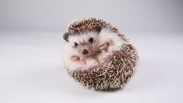 A hedgehog walking over white background.