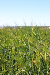 Spikes of wheat in the field