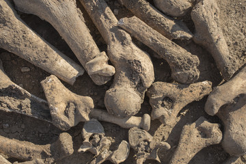 The legacy of the Ottoman Empire. Exhumation of executed people. Burial near the death tower in the Bender fortress. Bones of people executed by the Turks.