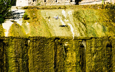 Piccione in volo sulla cascata di un fiume