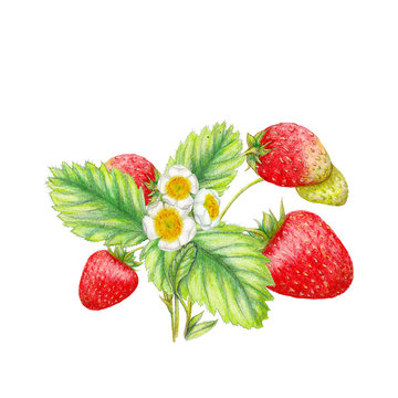Hand drawn illustration of strawberries