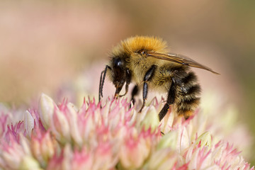 Ackerhummel