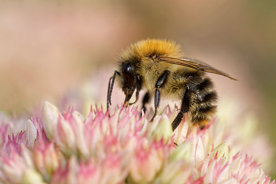 Ackerhummel