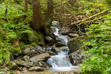 small waterfall in forest