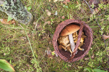 A wicker basket filled with half a variety of mushrooms stands in the grass in the forest. Top view.
