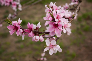 Peach tree branch with bright pink delicate flowers on a blurred background.