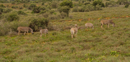 Naklejka na ściany i meble Five zebras graze in the African wilderness image with copy space in landscape format