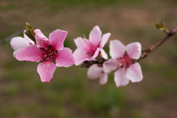 Peach tree branch with bright pink delicate flowers on a blurred background.