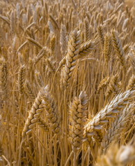 Ripe wheat. Harvest of bread. Ears. Wheat in the south of Russia, Stavropol Territory. A large species of ears.